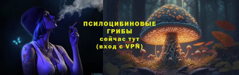 где купить наркоту  Подпорожье  Галлюциногенные грибы Psilocybe 